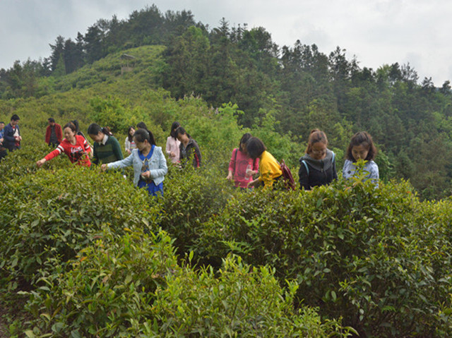 青年干警在茶园采茶_副本.jpg 青年干警在茶园采茶_副本.jpg